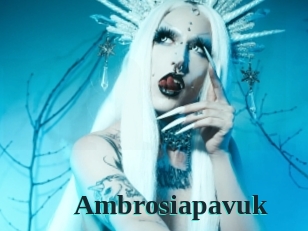 Ambrosiapavuk