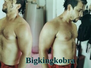 Bigkingkobra