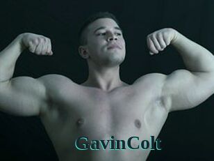 GavinColt